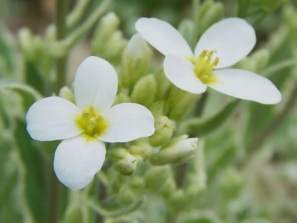 Kaukázusi ikravirág / Arabis caucasica LITTLE TREASURE 'White'