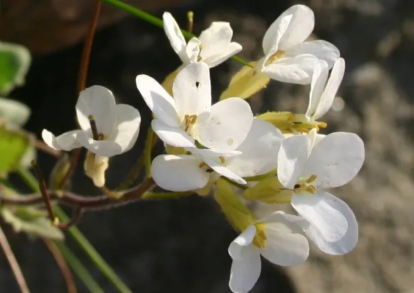 Kaukázusi ikravirág / Arabis caucasica LITTLE TREASURE 'White'
