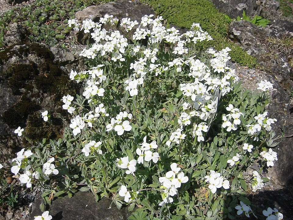 Kaukázusi ikravirág / Arabis caucasica LITTLE TREASURE 'White'