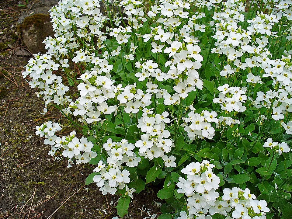 Kaukázusi ikravirág / Arabis caucasica LITTLE TREASURE 'White'