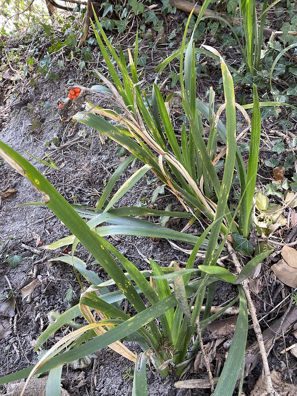 Gyöngyös nőszirom / Iris foetidissima