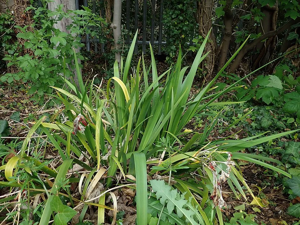 Gyöngyös nőszirom / Iris foetidissima