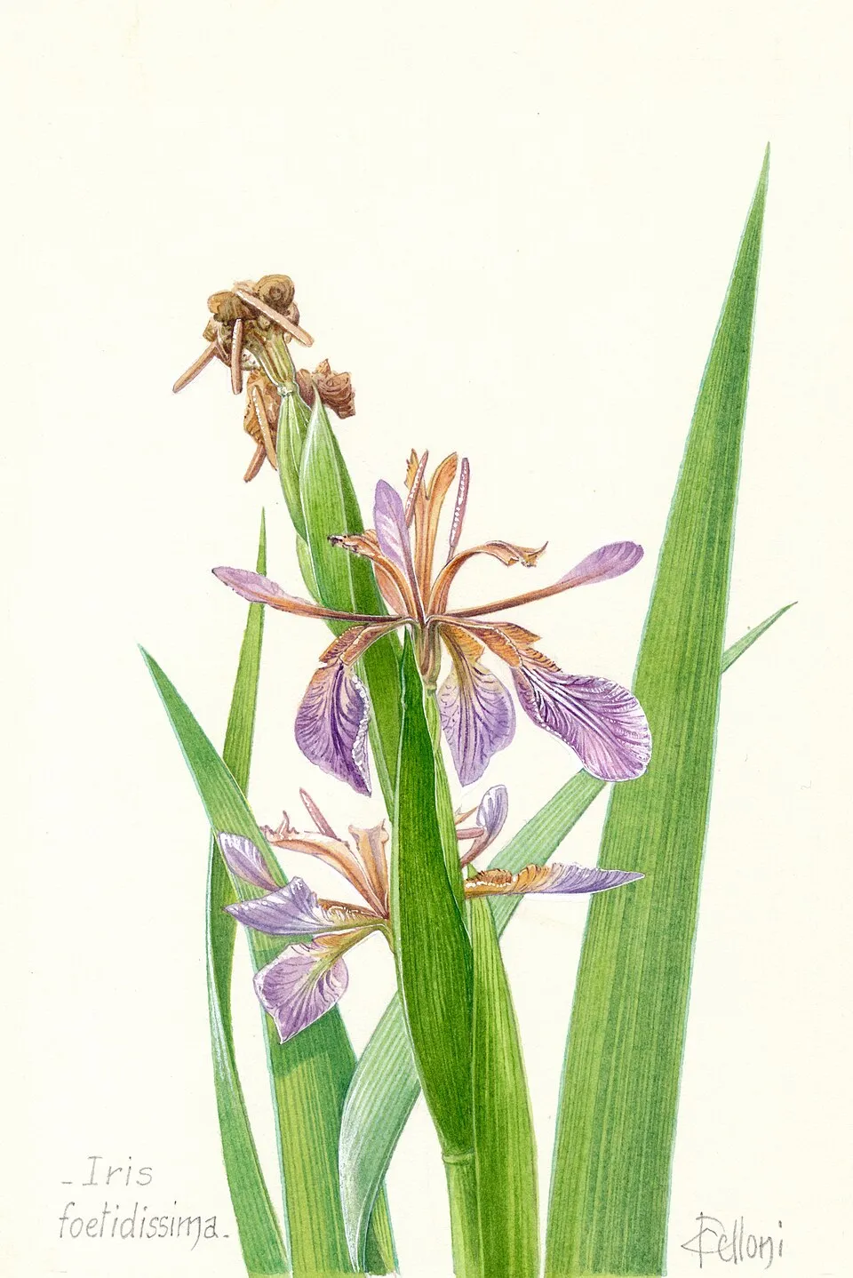 Gyöngyös nőszirom / Iris foetidissima