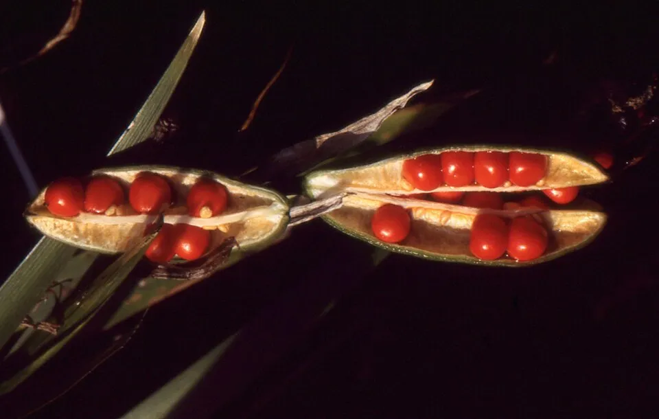 Gyöngyös nőszirom / Iris foetidissima