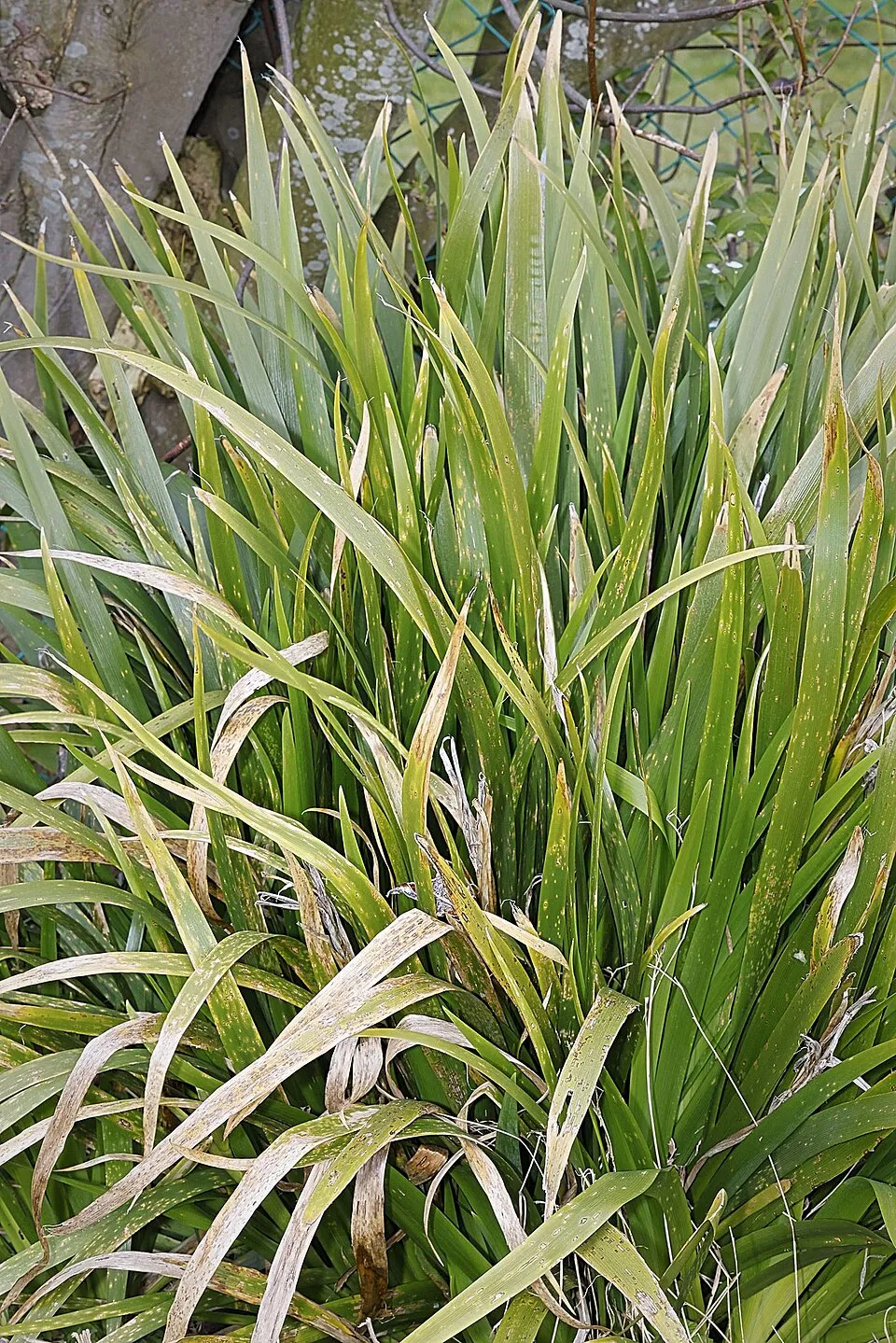Gyöngyös nőszirom / Iris foetidissima