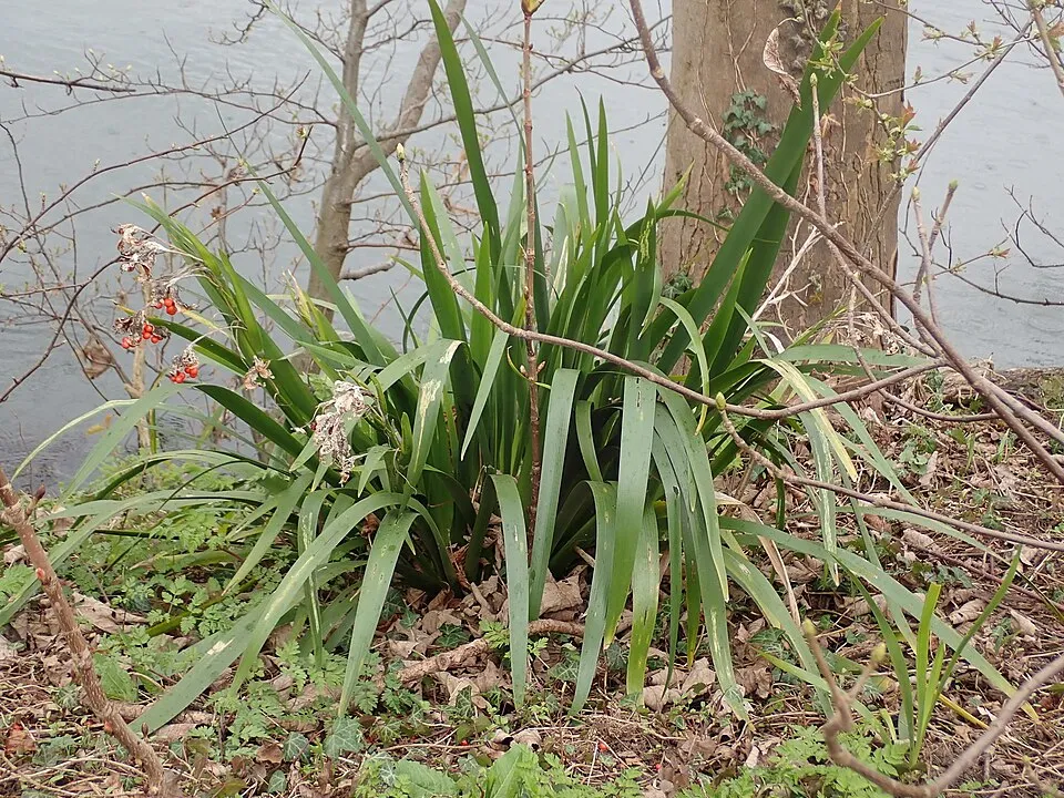 Gyöngyös nőszirom / Iris foetidissima