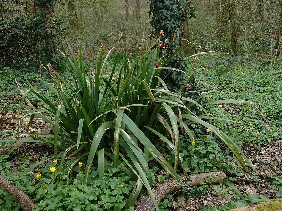 Gyöngyös nőszirom / Iris foetidissima