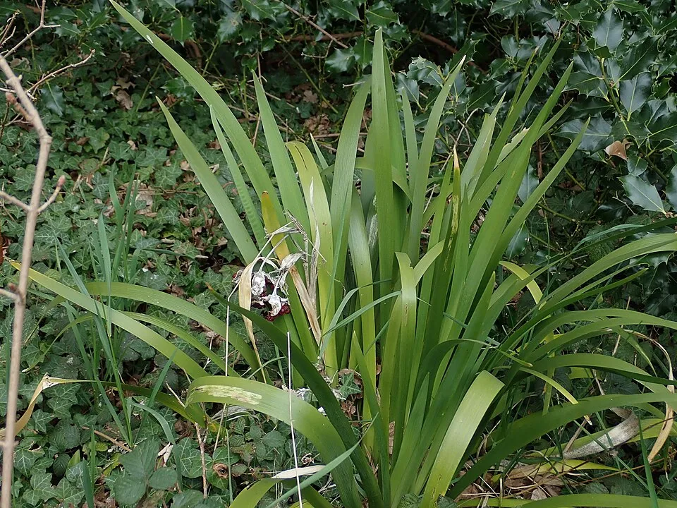 Gyöngyös nőszirom / Iris foetidissima
