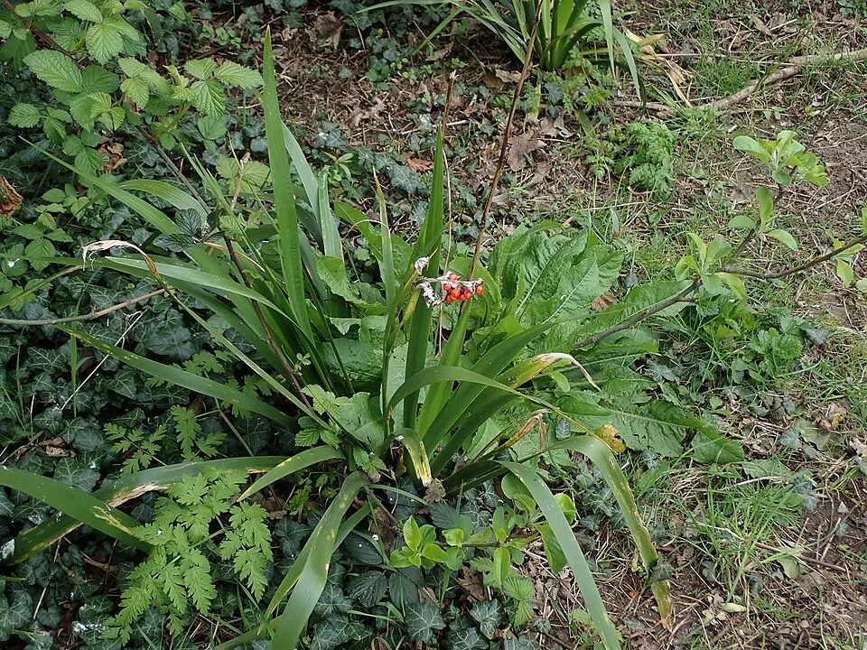 Gyöngyös nőszirom / Iris foetidissima