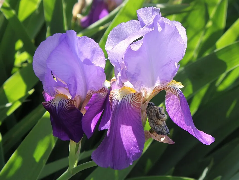 Kék nőszirom / Iris × germanica 'Cranberry Swirl'