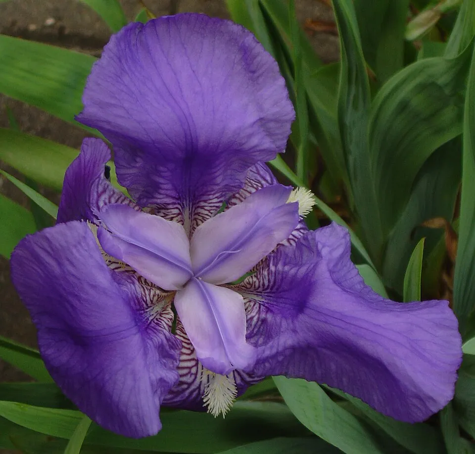Kék nőszirom / Iris × germanica 'Cranberry Swirl'