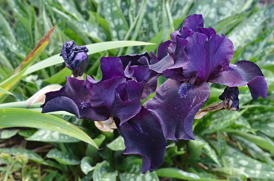Kék nőszirom / Iris × germanica 'Cranberry Swirl'