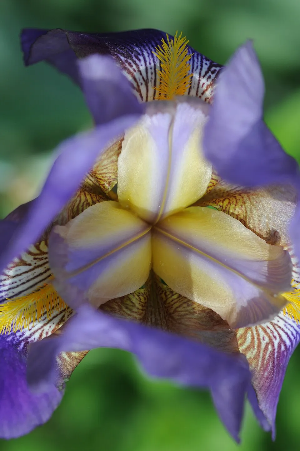 Kék nőszirom / Iris × germanica 'Cranberry Swirl'
