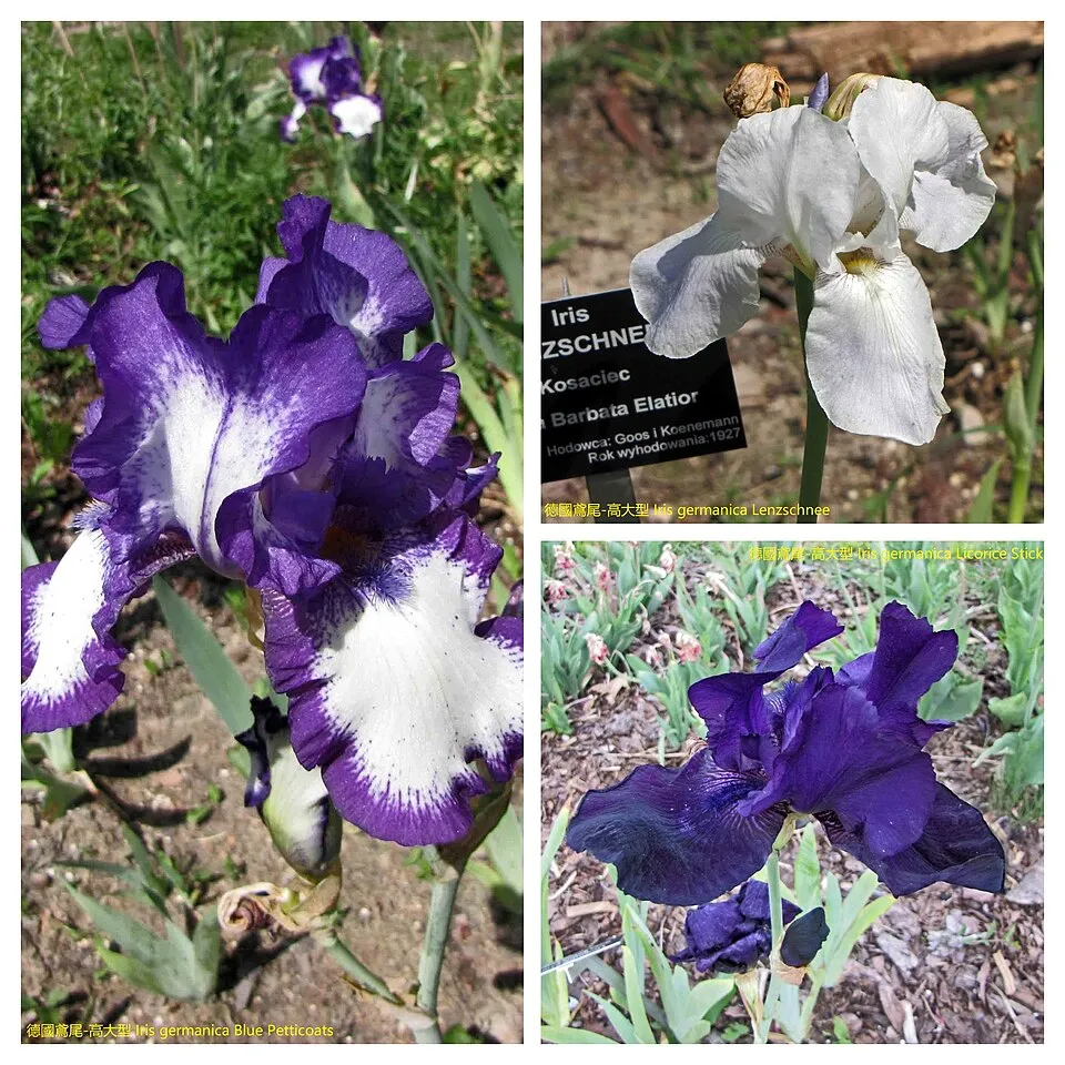 Kék nőszirom / Iris × germanica 'Domino Noir'