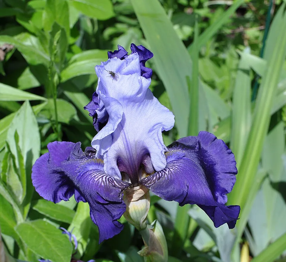 Kék nőszirom / Iris × germanica 'Domino Noir'