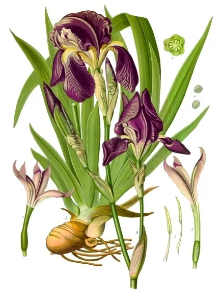 Kék nőszirom / Iris × germanica 'Lune et Soleil'