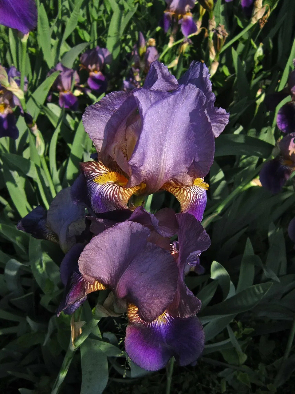 Kék nőszirom / Iris × germanica 'Lune et Soleil'