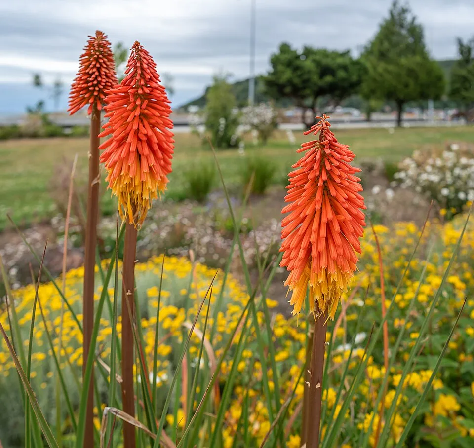 Fáklyaliliom / Kniphofia 'Incandesce'