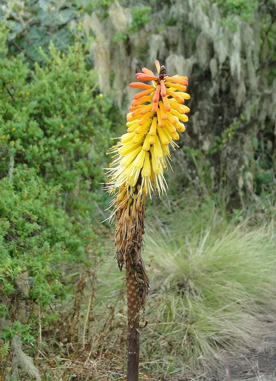 Fáklyaliliom / Kniphofia 'Incandesce'