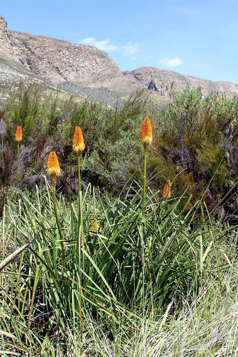 Fáklyaliliom / Kniphofia 'Incandesce'
