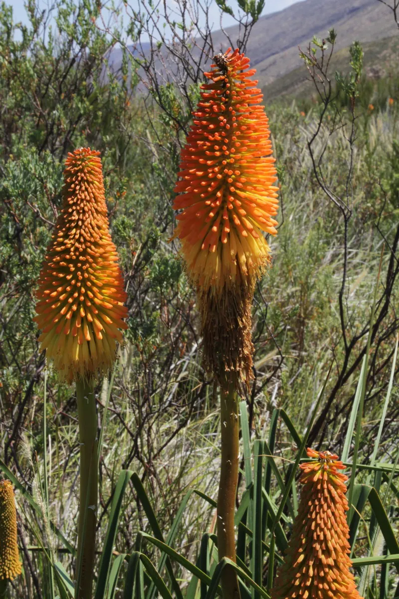 Fáklyaliliom / Kniphofia 'Incandesce'
