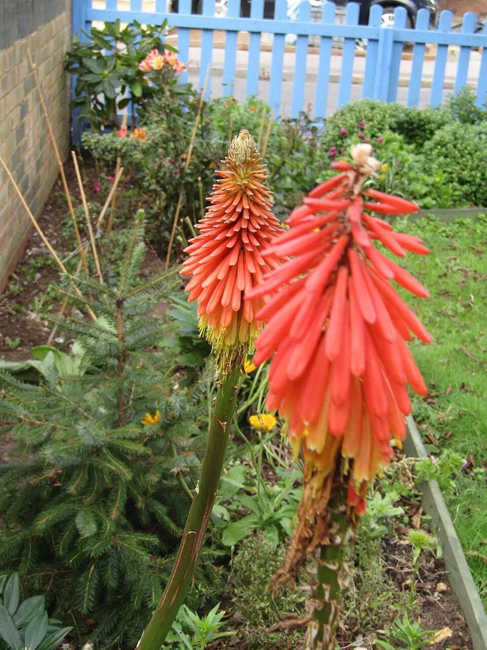 Fáklyaliliom / Kniphofia 'Incandesce'