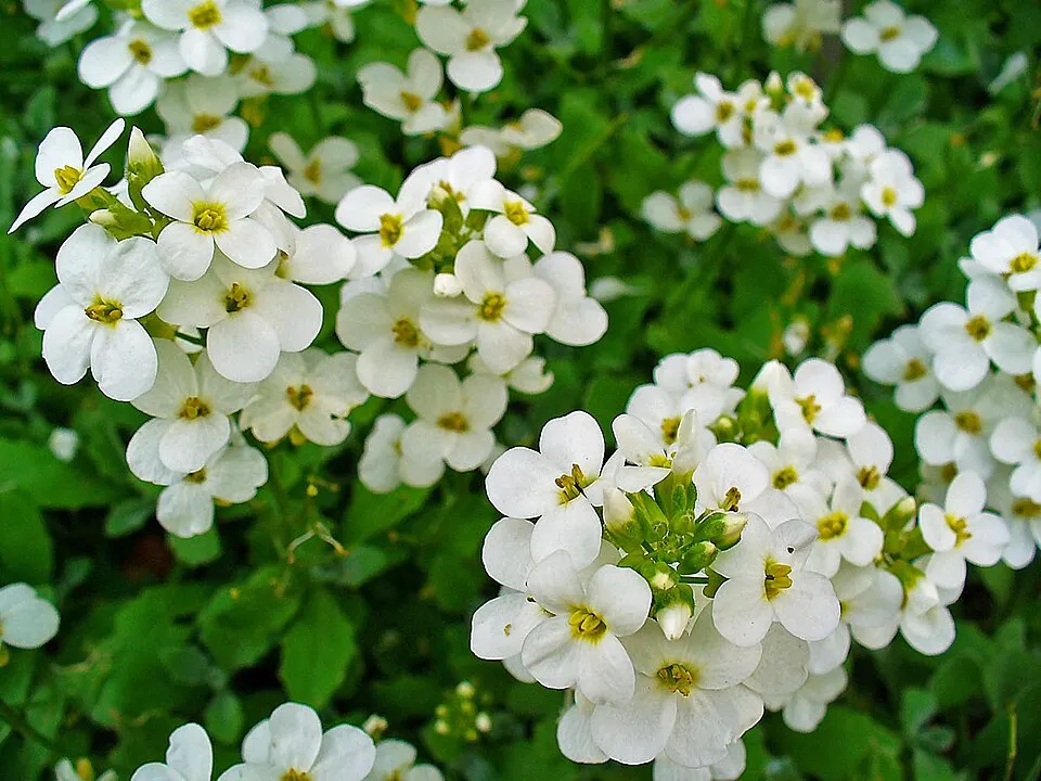 Kaukázusi ikravirág / Arabis caucasica 'Snowcap'