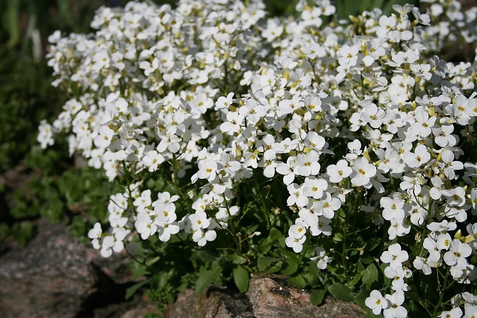 Kaukázusi ikravirág / Arabis caucasica 'Snowcap'