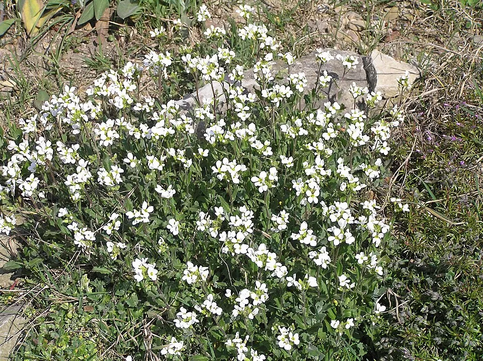 Kaukázusi ikravirág / Arabis caucasica 'Snowcap'