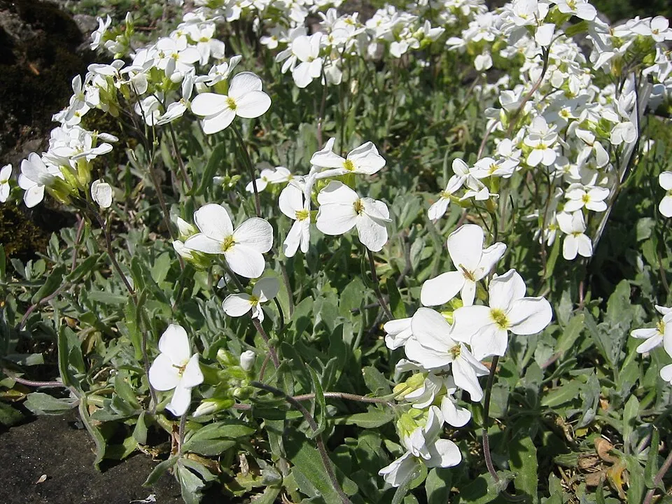 Kaukázusi ikravirág / Arabis caucasica 'Snowcap'