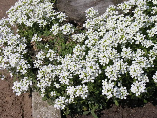 Kaukázusi ikravirág / Arabis caucasica 'Snowcap'