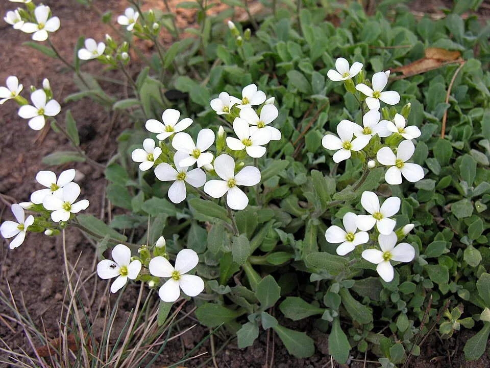 Kaukázusi ikravirág / Arabis caucasica 'Snowcap'