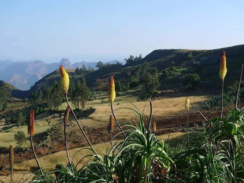 Fáklyaliliom / Kniphofia 'Redhot Popsicle'®