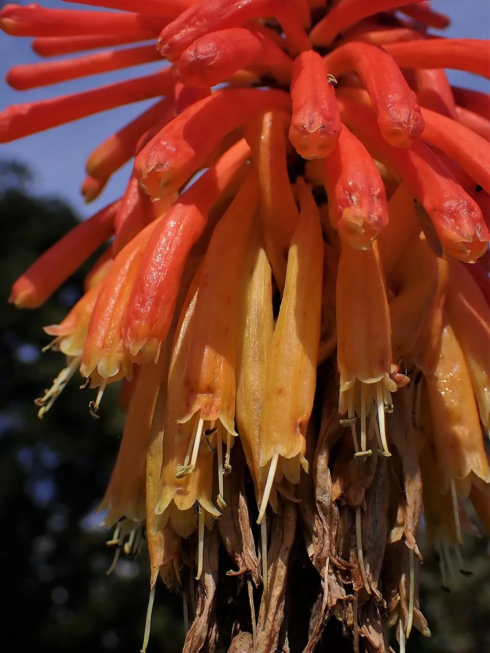 Fáklyaliliom / Kniphofia 'Wrexham Buttercup'