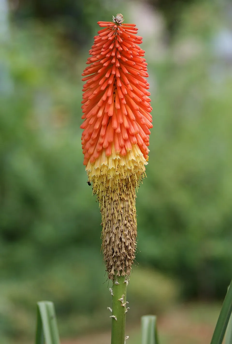 Fáklyaliliom / Kniphofia 'Wrexham Buttercup'
