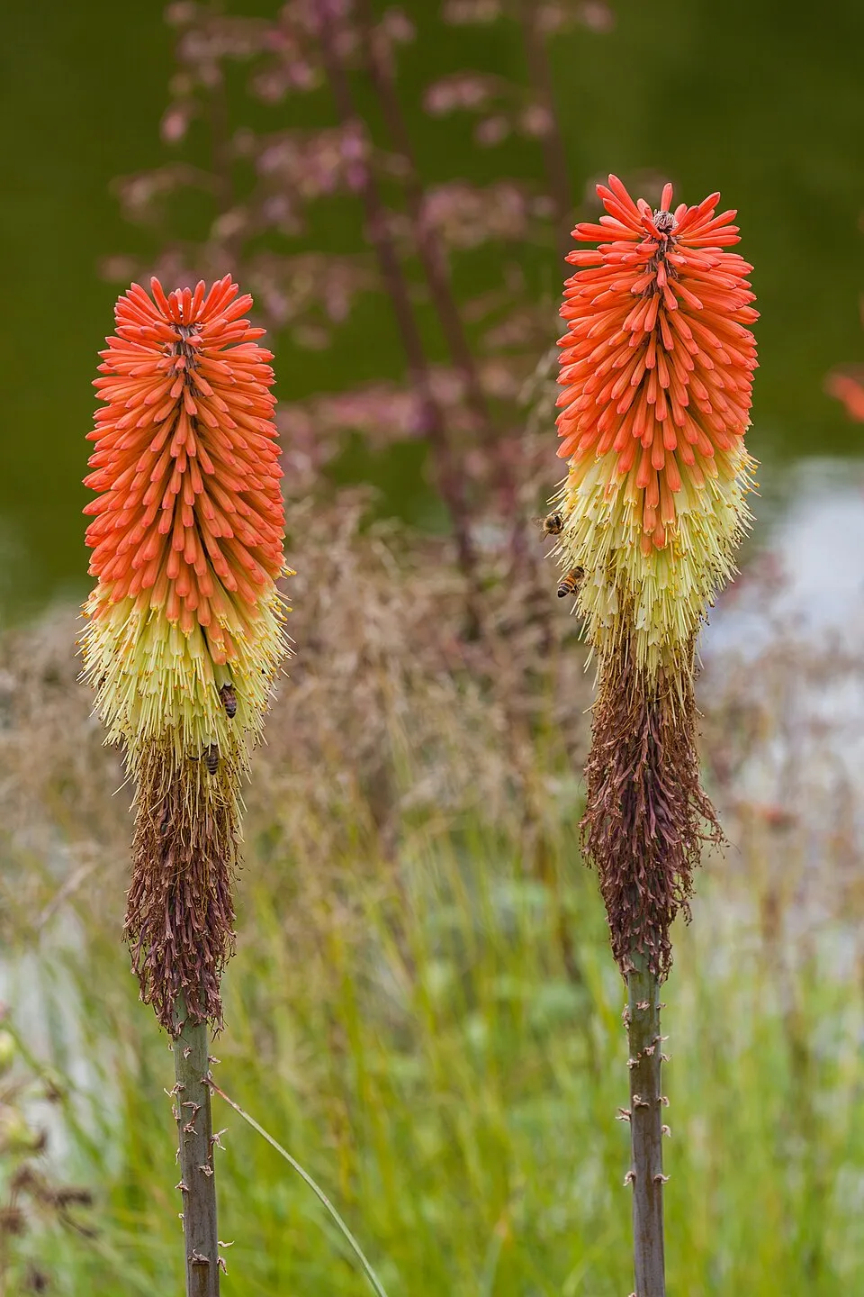 Fáklyaliliom / Kniphofia 'Wrexham Buttercup'