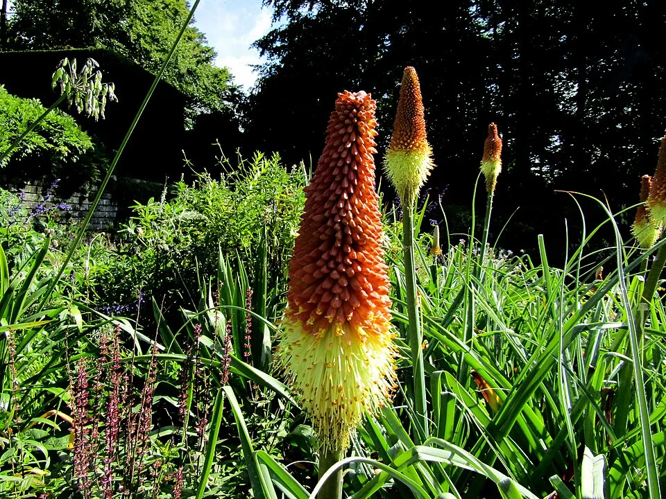 Fáklyaliliom / Kniphofia 'Wrexham Buttercup'
