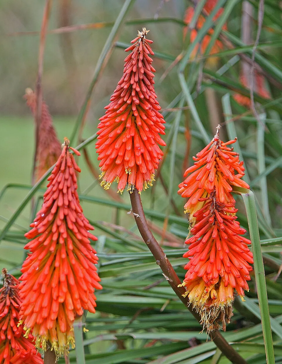 Fáklyaliliom / Kniphofia 'Wrexham Buttercup'