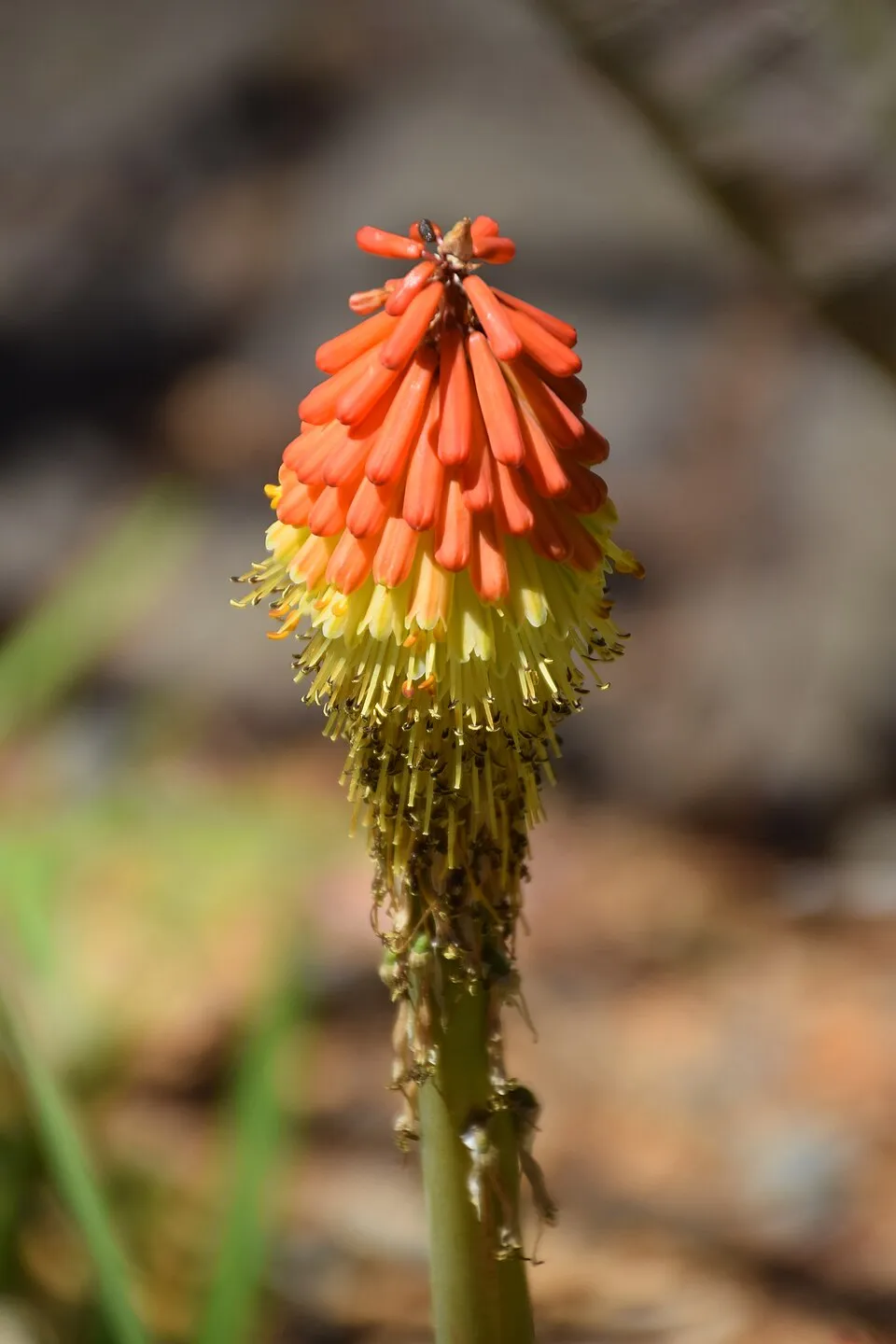 Fáklyaliliom / Kniphofia rooperi