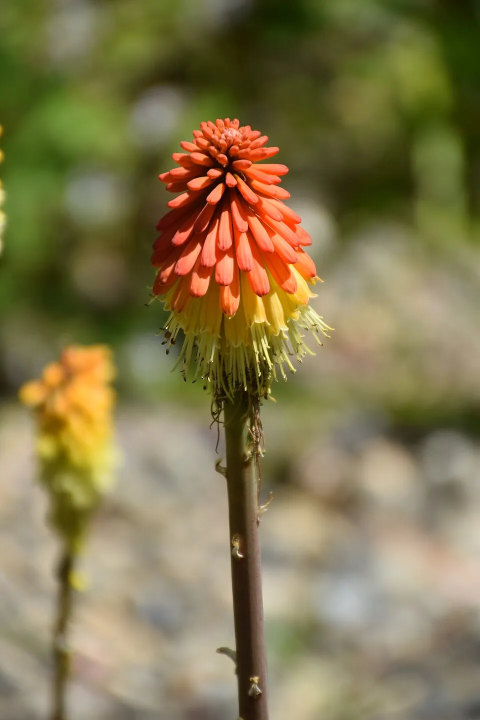 Fáklyaliliom / Kniphofia rooperi