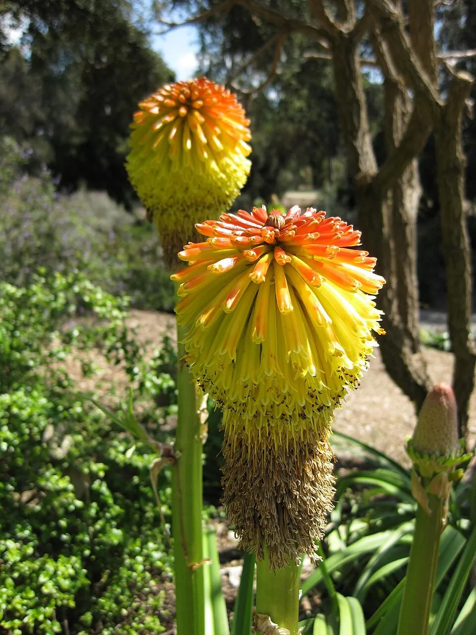 Fáklyaliliom / Kniphofia rooperi
