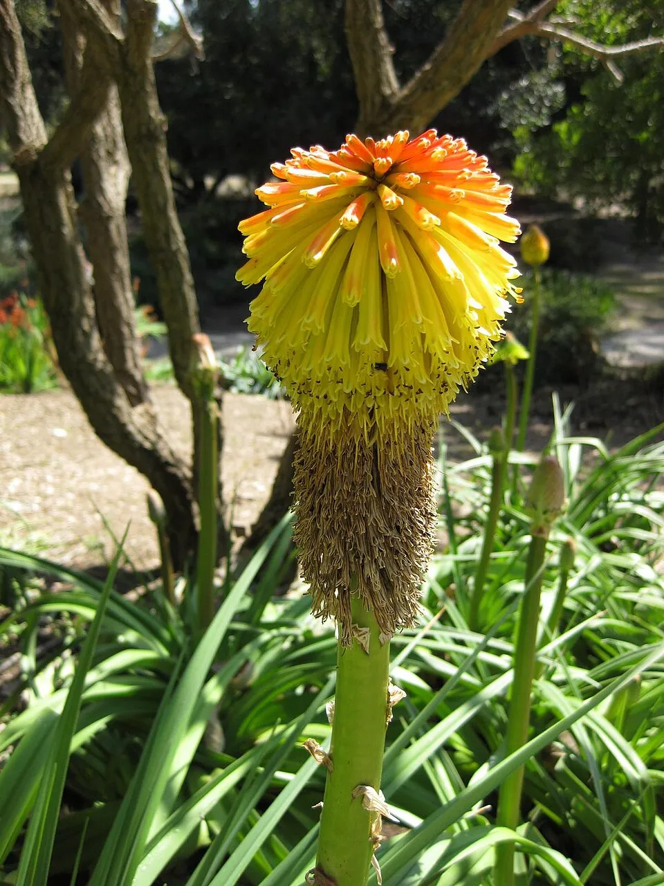 Fáklyaliliom / Kniphofia rooperi