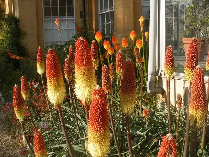 Fáklyaliliom / Kniphofia rooperi