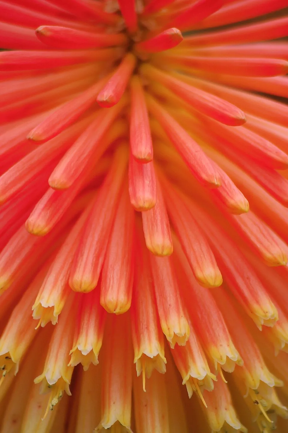 Fáklyaliliom / Kniphofia rooperi