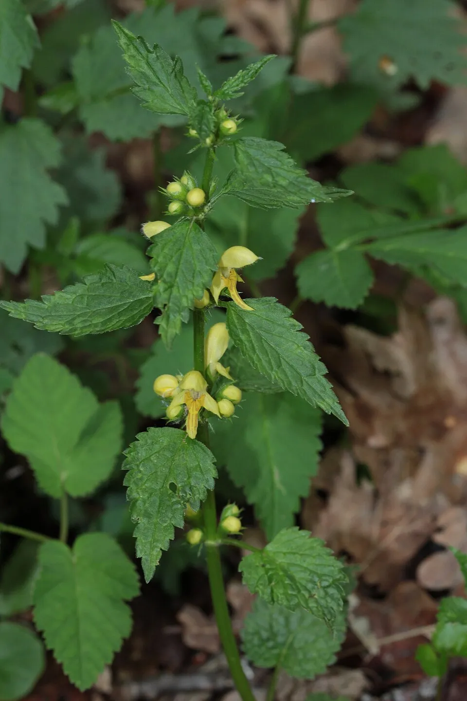 Erdei sárgaárvacsalán / Lamium galeobdolon