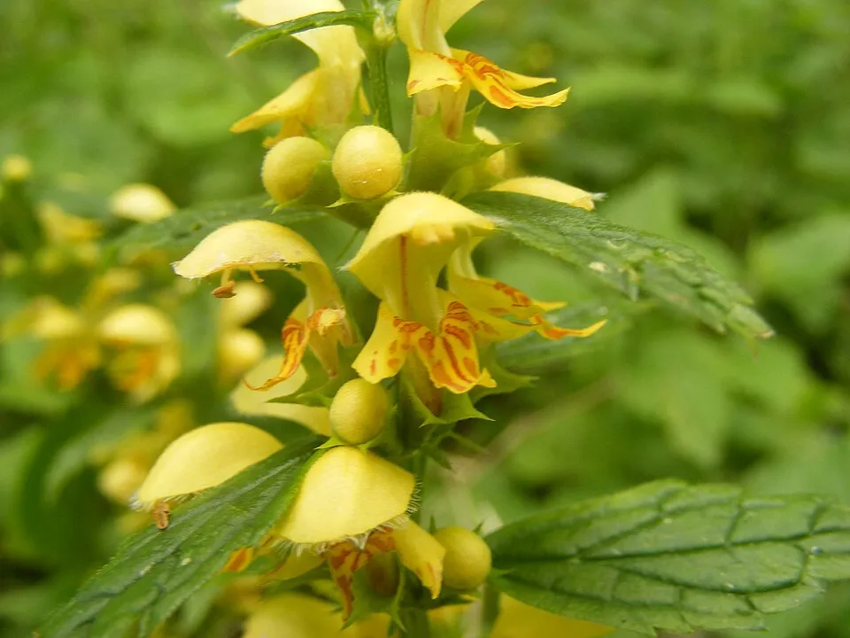 Erdei sárgaárvacsalán / Lamium galeobdolon