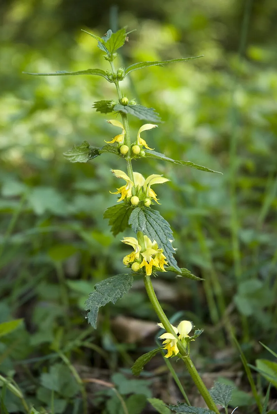 Erdei sárgaárvacsalán / Lamium galeobdolon