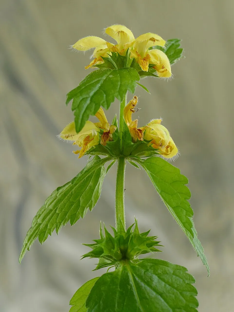 Erdei sárgaárvacsalán / Lamium galeobdolon