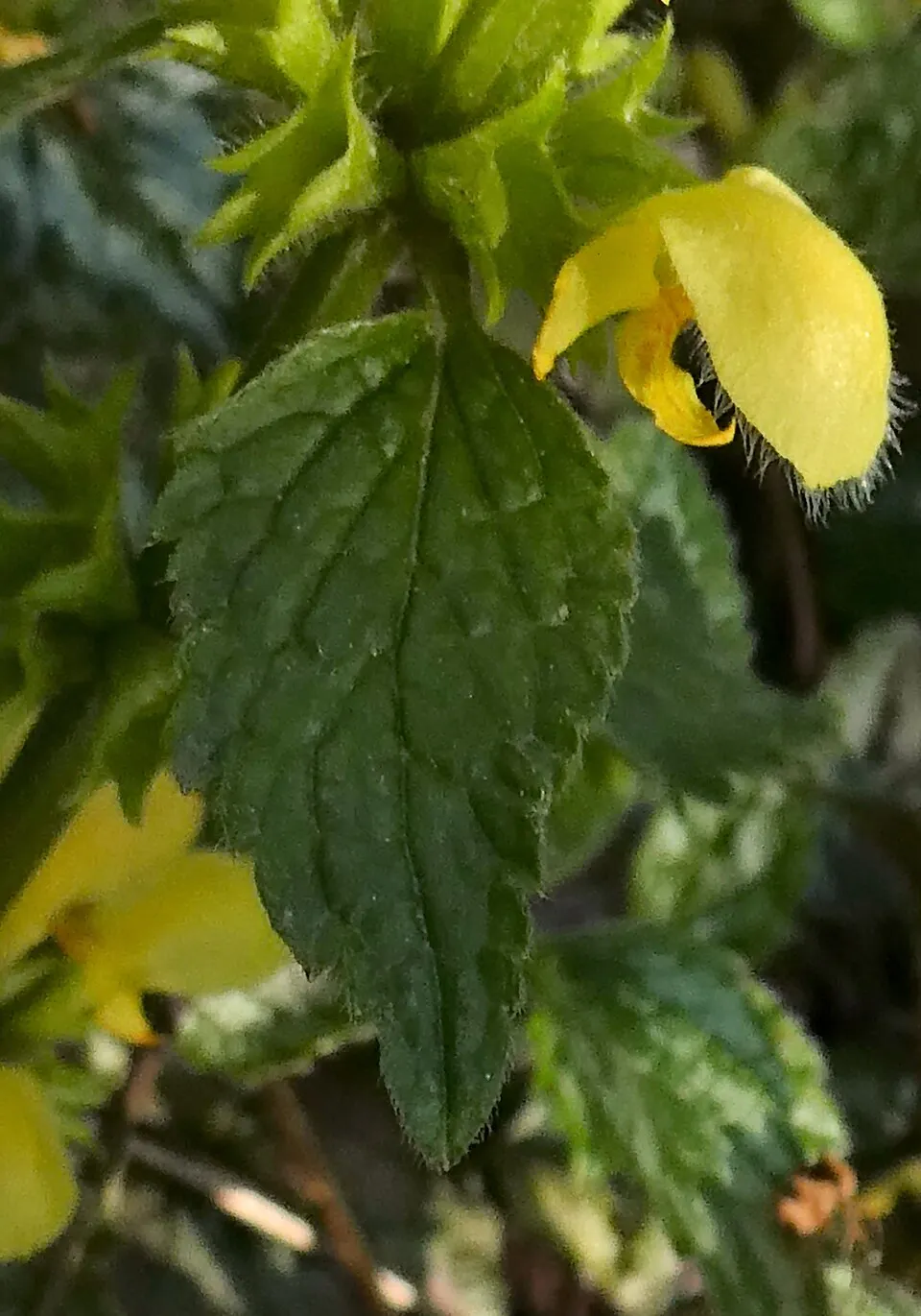Erdei sárgaárvacsalán / Lamium galeobdolon