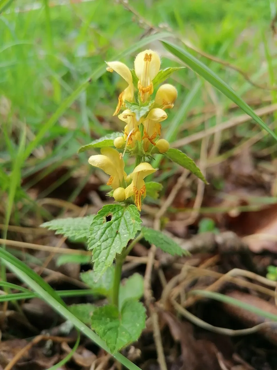 Erdei sárgaárvacsalán / Lamium galeobdolon